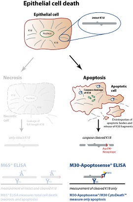 M30 Apoptosense® ELISA