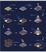 美國(guó)昂飛 Affymetrix人類(lèi)SNP芯片