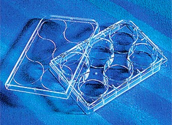 康寧6孔細(xì)胞培養(yǎng)板TC處理，無菌無熱源