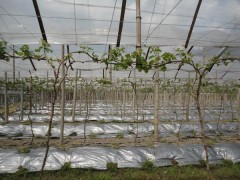 農(nóng)膜，PE農(nóng)膜，種植農(nóng)膜，農(nóng)用地膜