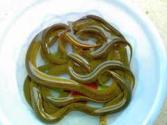 黃鱔苗（純手工捕捉，生猛沒?。? /></a>
                            </div>
                            <p>
                                <a href=